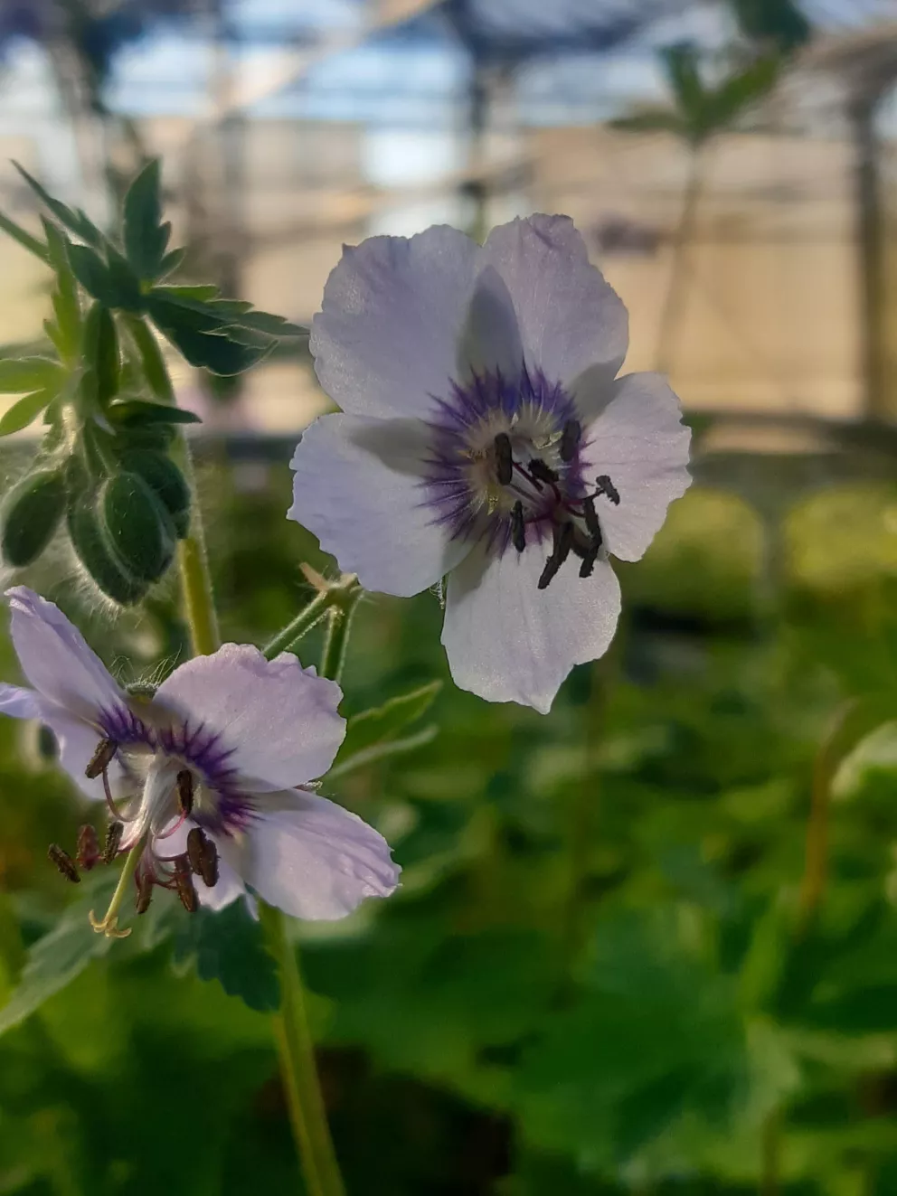 Geranium phaeum 'Wendy's Blush'