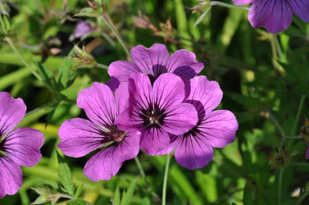Geranium psilostemon