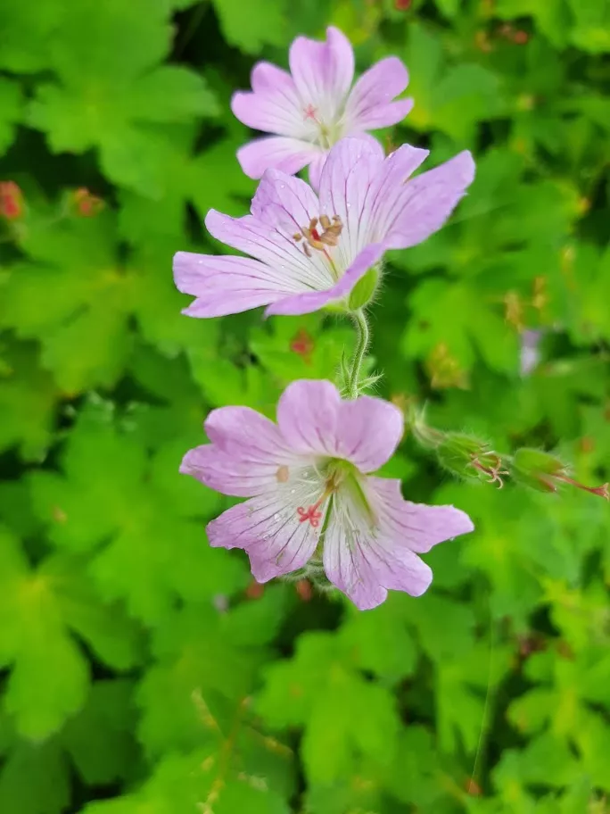 Geranium renardii 'Chantilly'