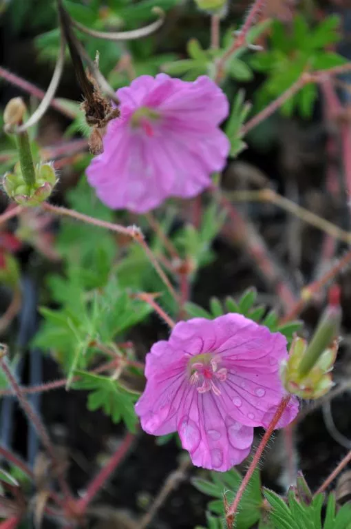 Geranium sanguineum 'Ankum's Pride'