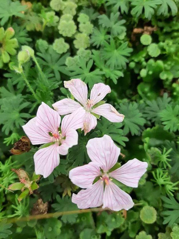 Geranium sanguineum 'Pink Pouffe'
