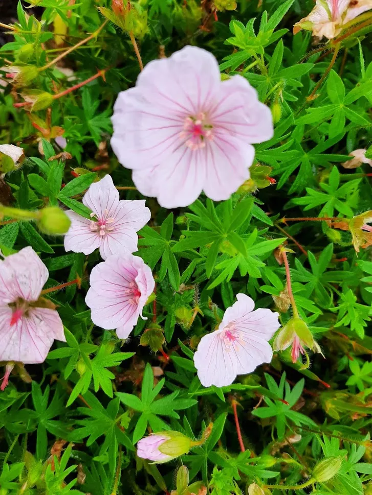 Geranium sanguineum 'Pink Summer'