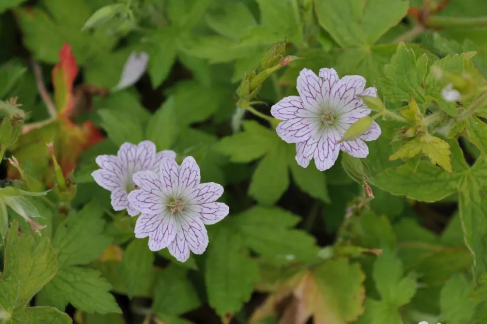 Geranium versicolor