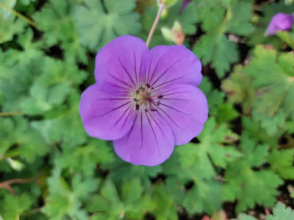 Geranium wallichianum 'Bloom Me Away'