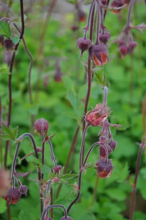 Geum rivale