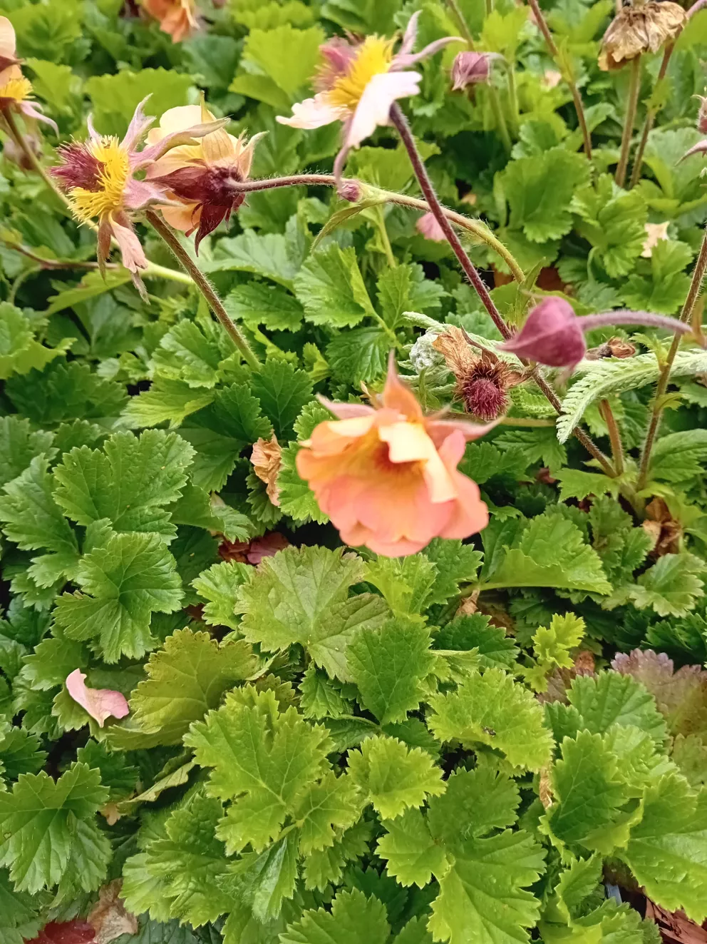 Geum rivale 'Mai Tai' (PBR)