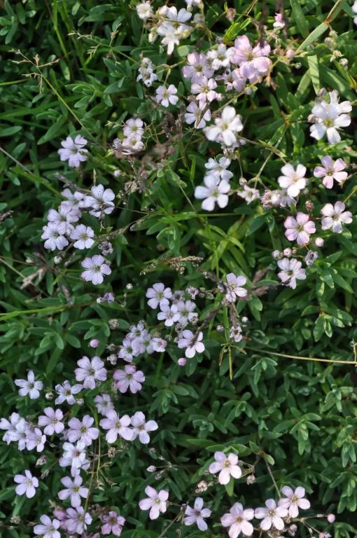 Gypsophila repens 'Rosea'