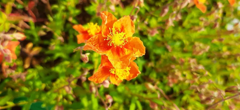 Helianthemum hybride 'Bronzeteppich'