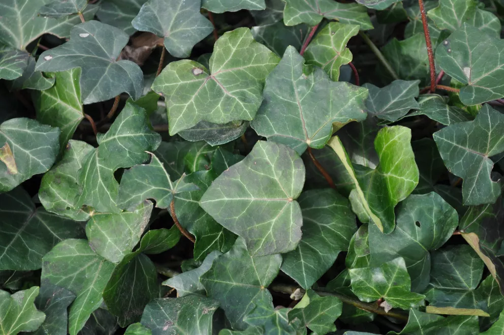 Hedera helix 'Hibernica'