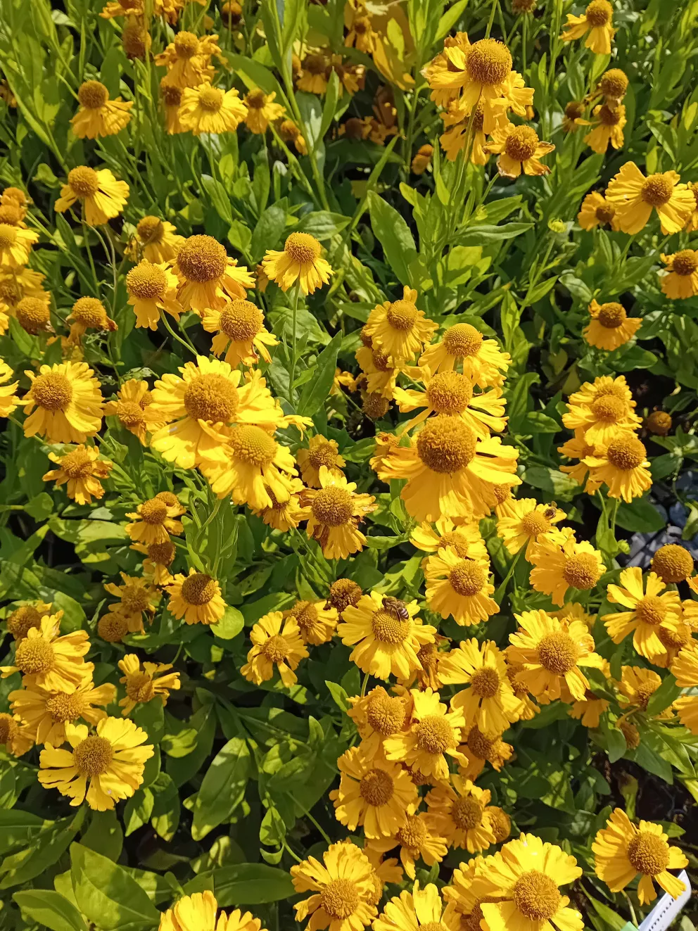 Helenium autumnule 'Pumilum Magnificum'