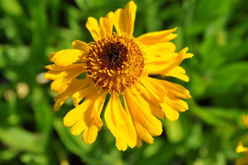 Helenium bigelovii 'The Bishop'
