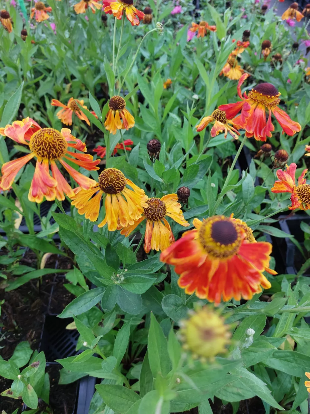 Helenium hybride 'Kupfersprudel'