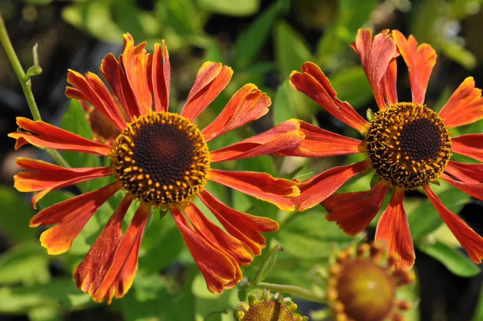 Helenium hybride 'Rubinzwerg'