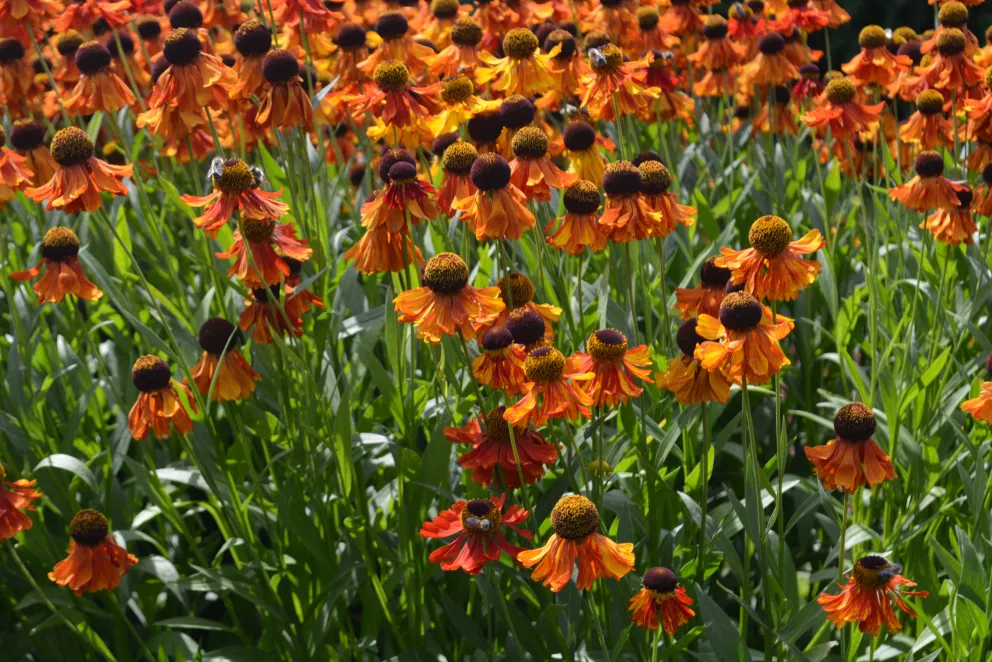 Helenium hybride 'Ruby Tuesday'