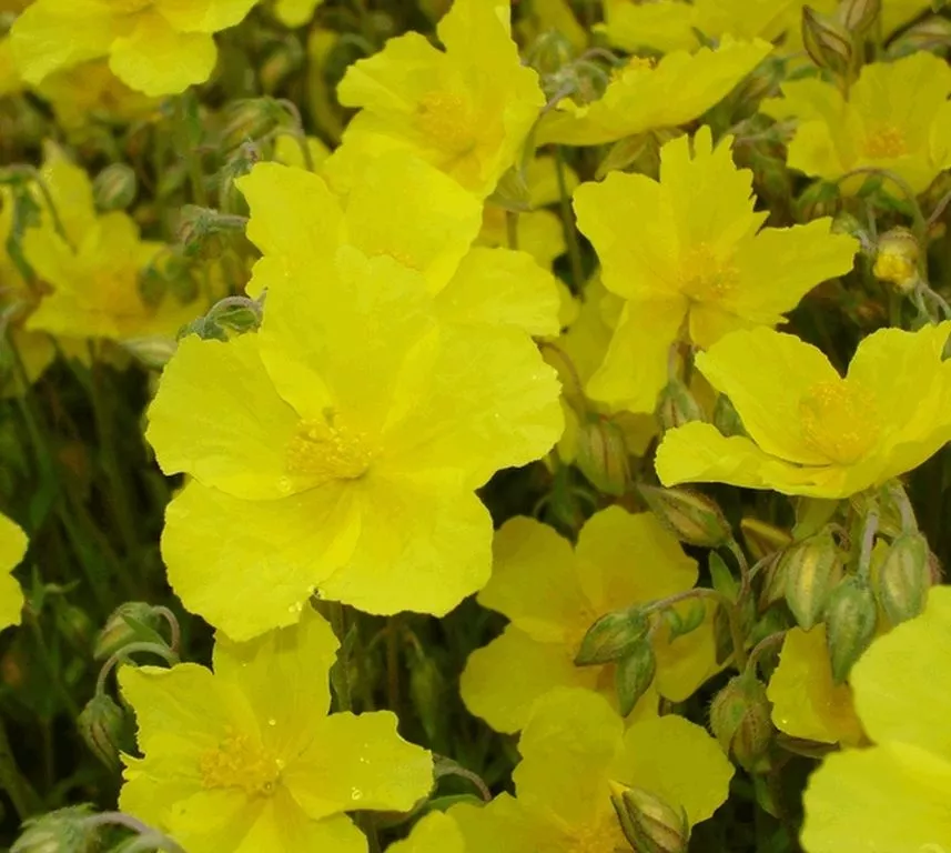 Helianthemum hybride 'Golden Queen'