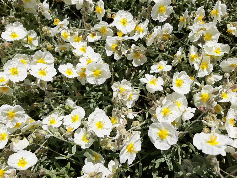 Helianthemum hybride 'The Bride'