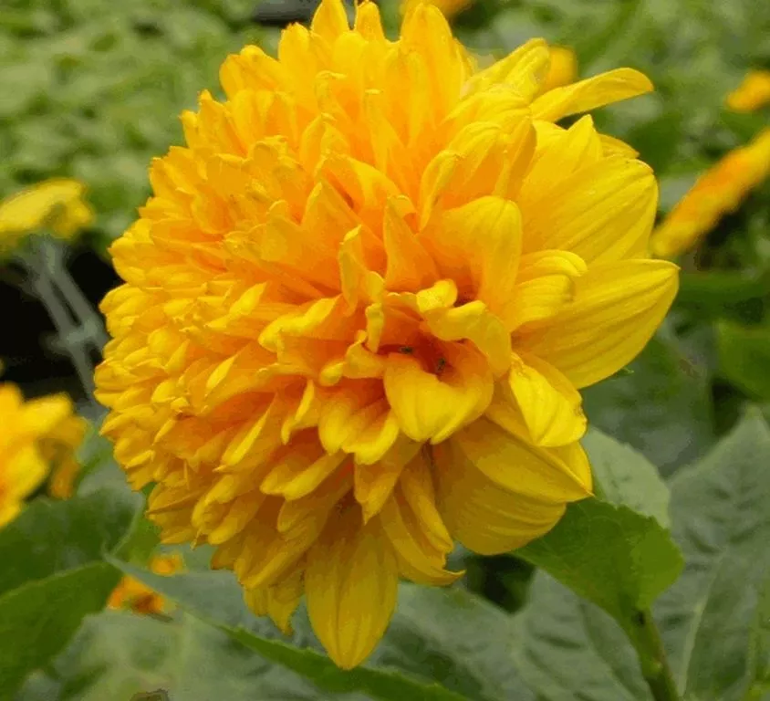 Helianthus decapetalus 'Soleil d'Or'