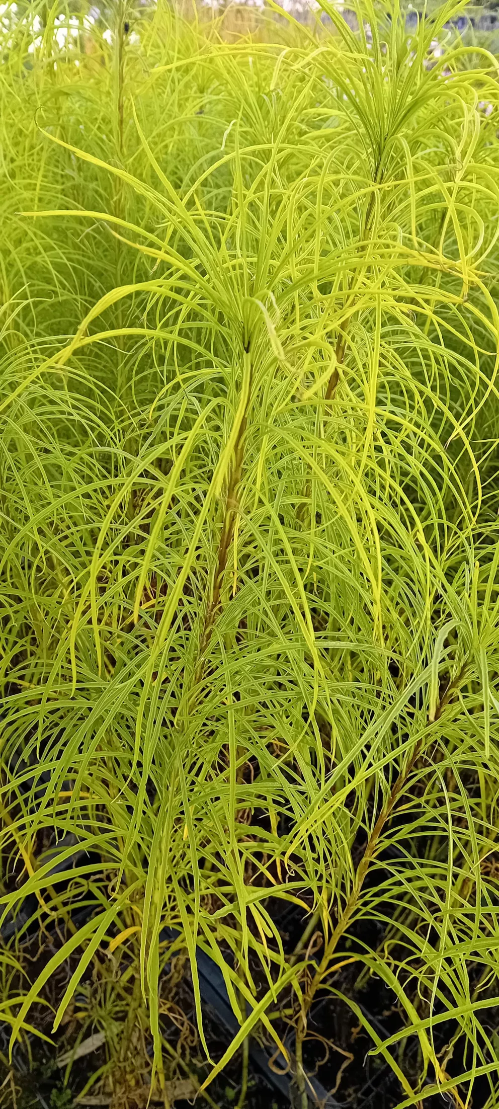 Helianthus salicifolius