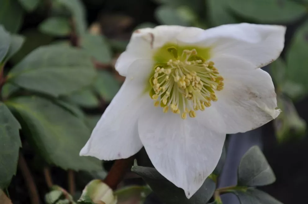 Helleborus niger 'Praecox'