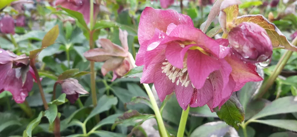Helleborus orientalis 'Double Pink'