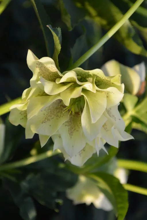 Helleborus orientalis 'Double White'