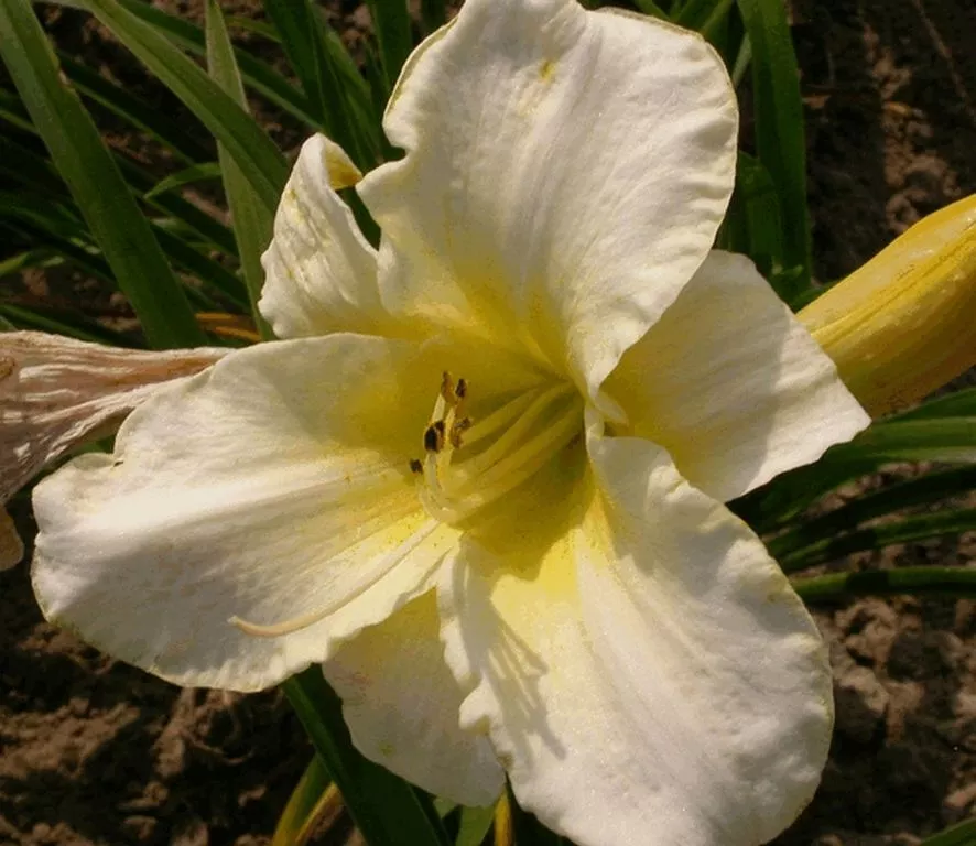 Hemerocallis hybride 'Arctic Snow'
