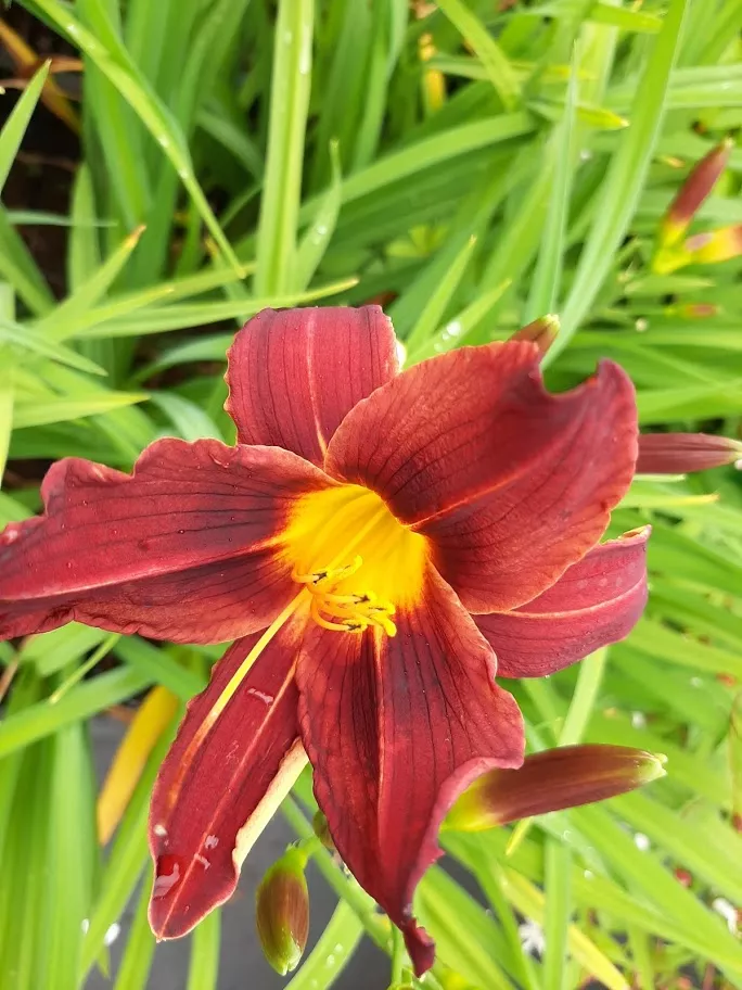Hemerocallis hybride 'Black Prince'