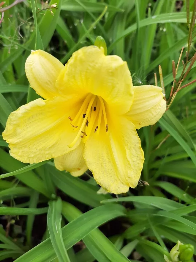 Hemerocallis hybride 'Happy Returns'