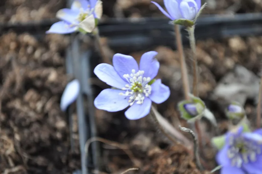Hepatica nobilis