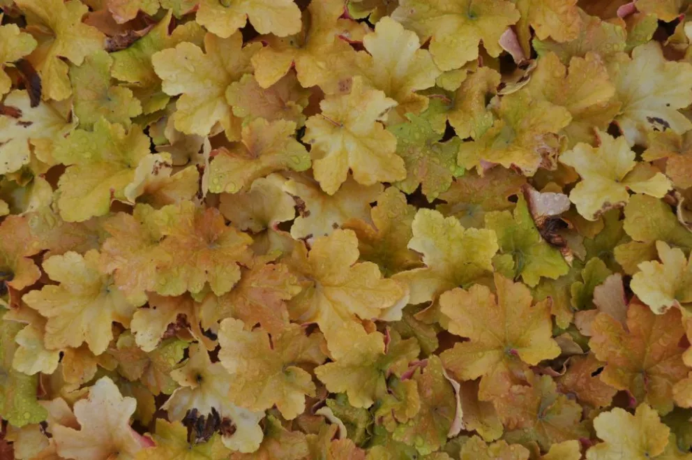 Heuchera hybride 'Caramel' (PBR)