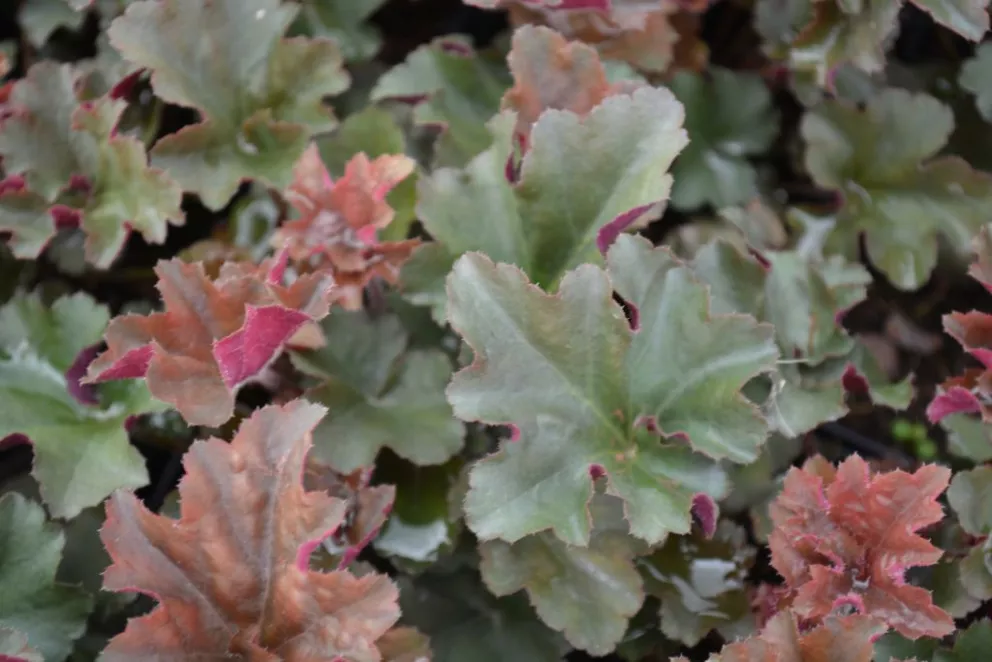 Heuchera hybride 'Cappucino'
