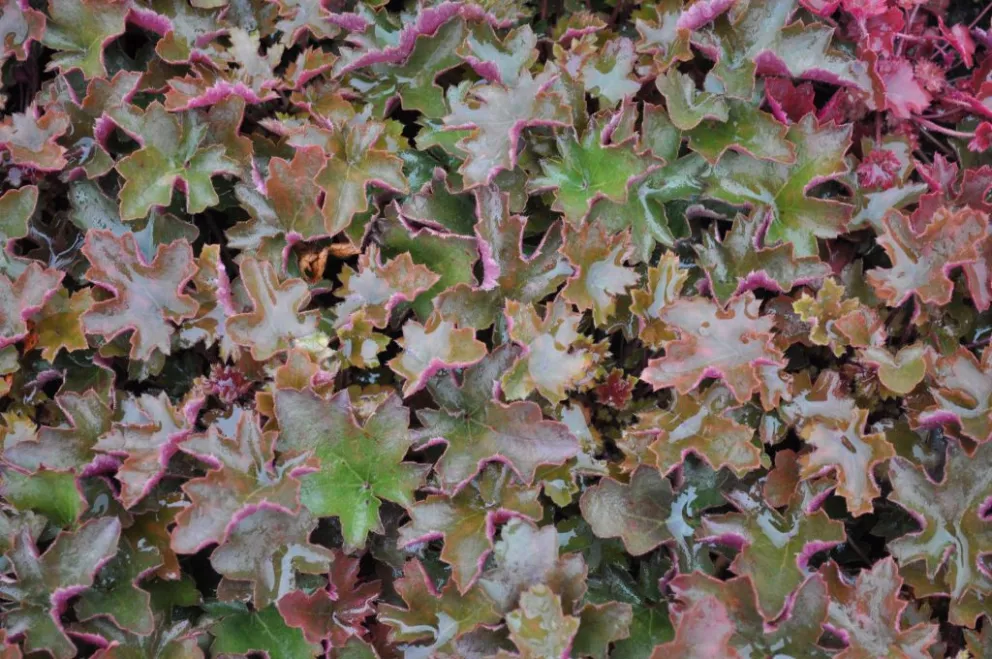 Heuchera hybride 'Chocolate Ruffles' (PBR)