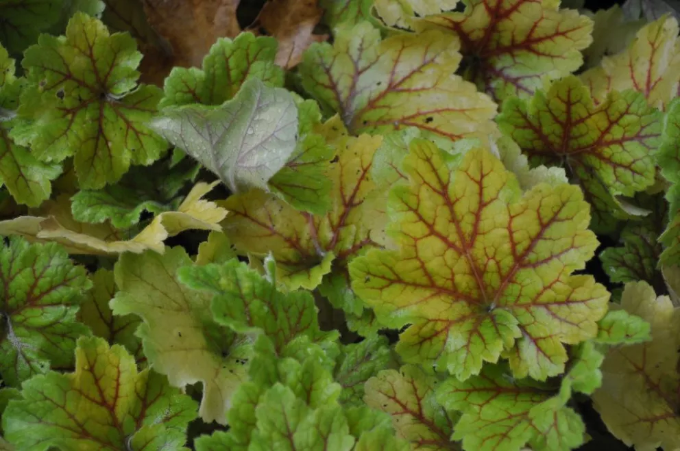 Heuchera hybride 'Electra' (PBR)