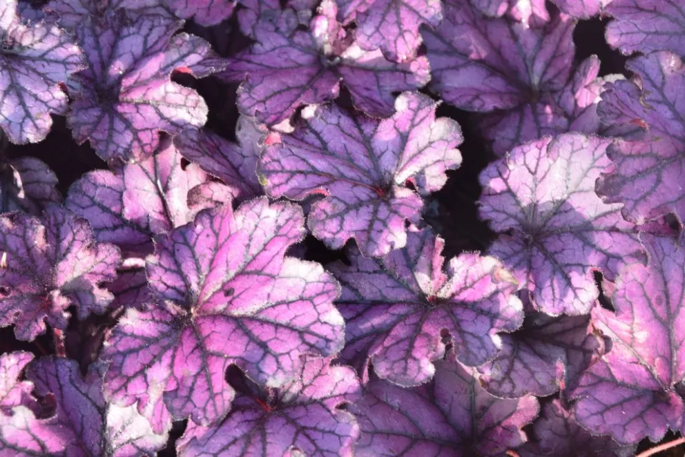 Heuchera hybride 'Forever Purple' (PBR)