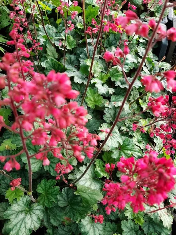 Heuchera hybride 'Paris' ®