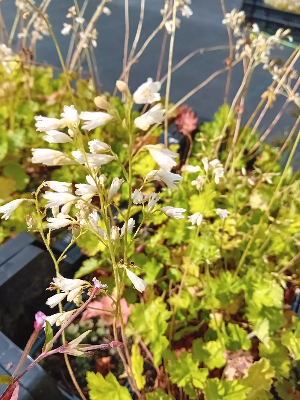Heuchera sanguinea 'White Cloud'