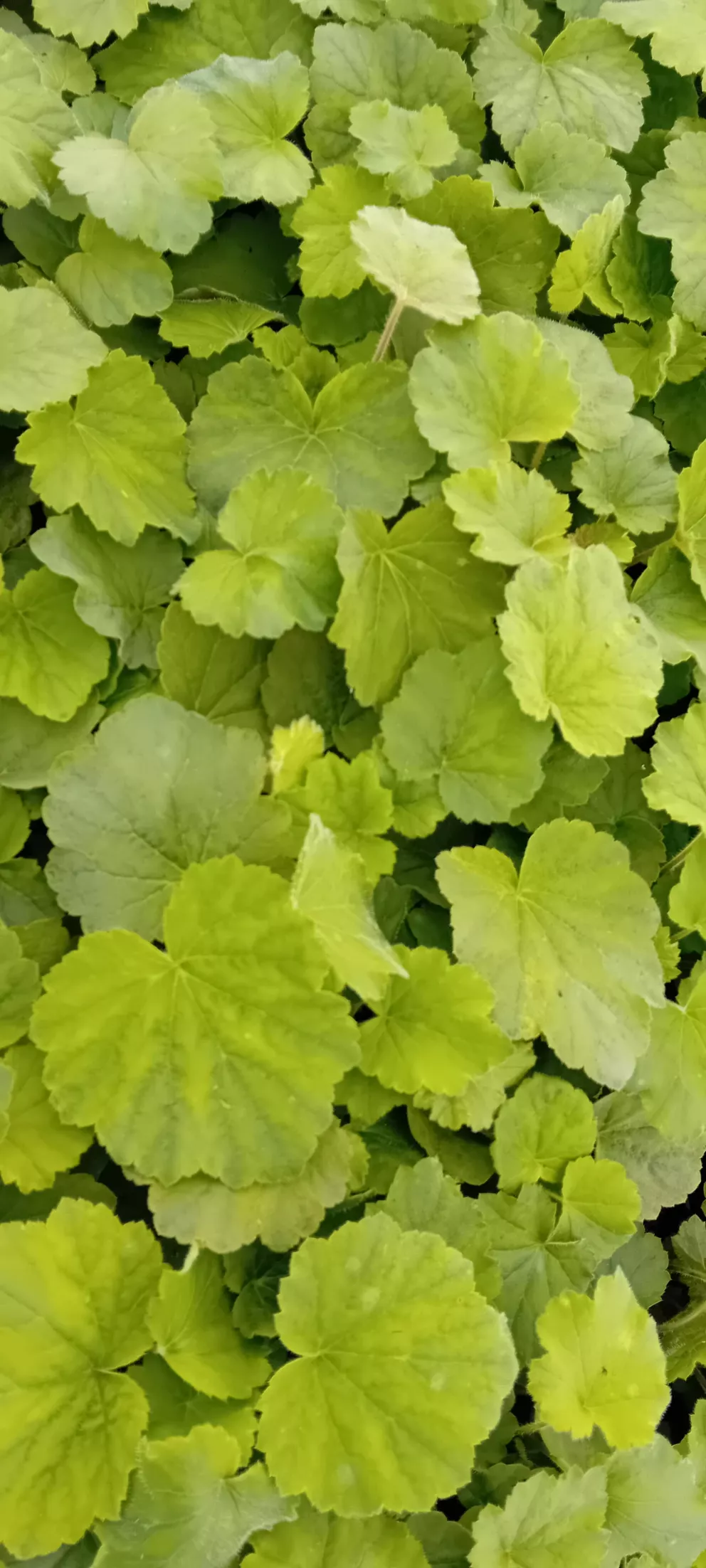 Heuchera villosa (macrorrhiza)