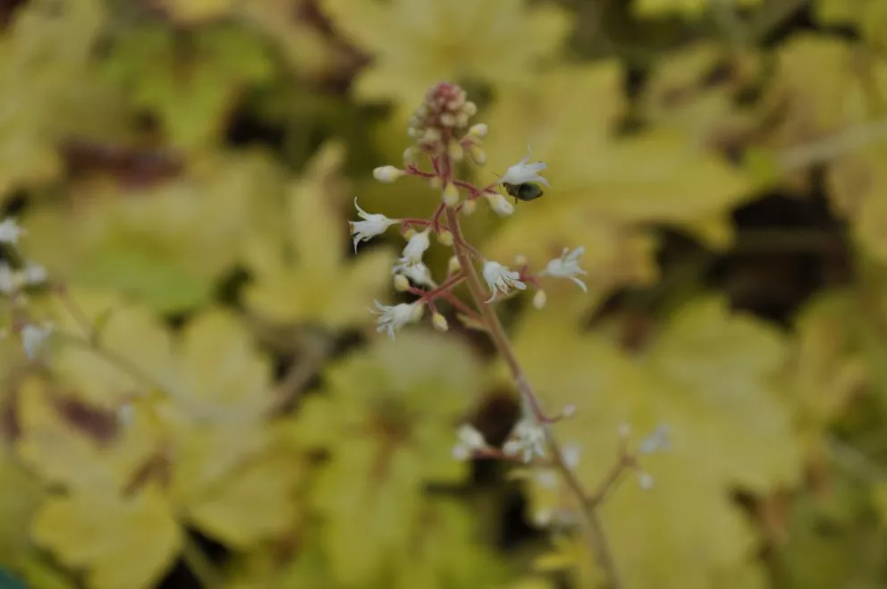 Heucherella hybride 'Alabama Sunrise' (PBR)