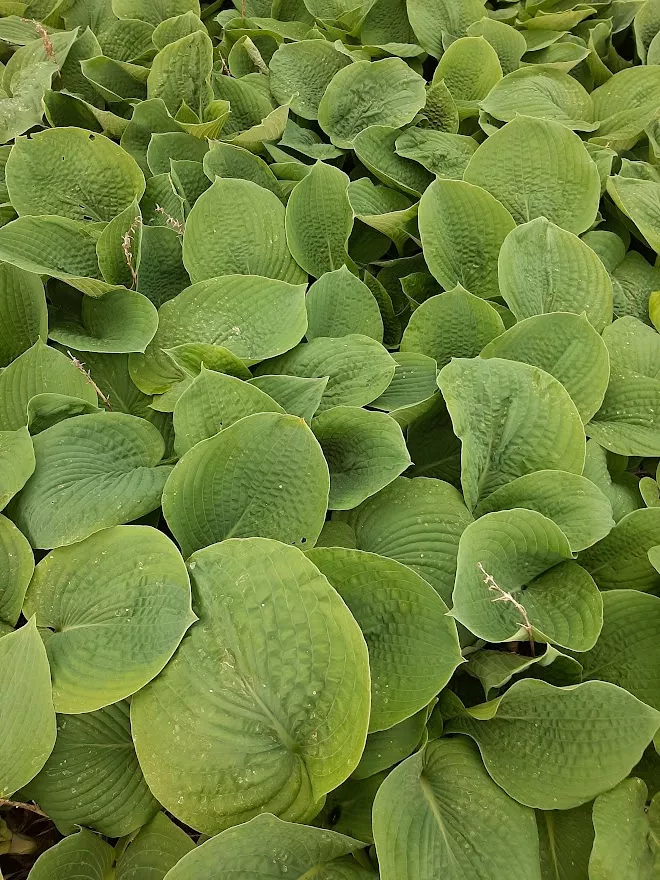 Hosta hybride 'Elegans'