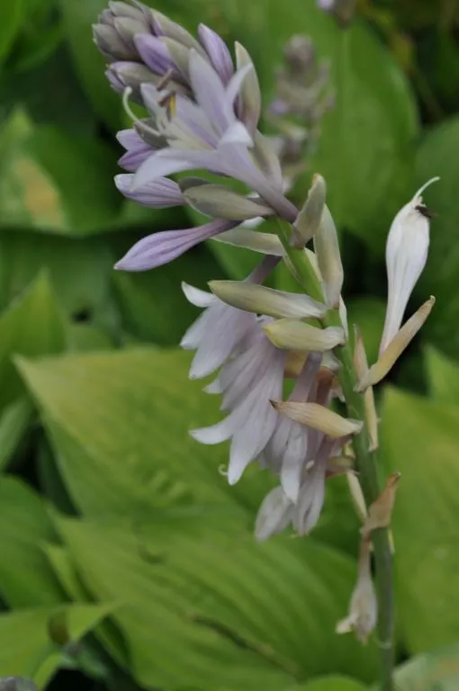 Hosta fortunei 'Albopicta'