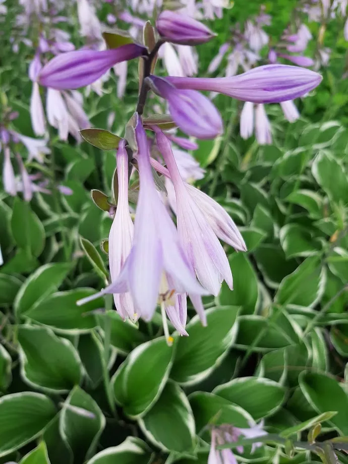 Hosta hybride 'Francee'