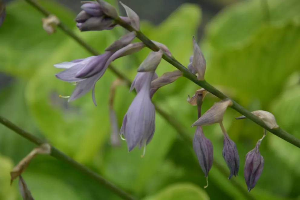 Hosta hybride 'Sum and Substance'