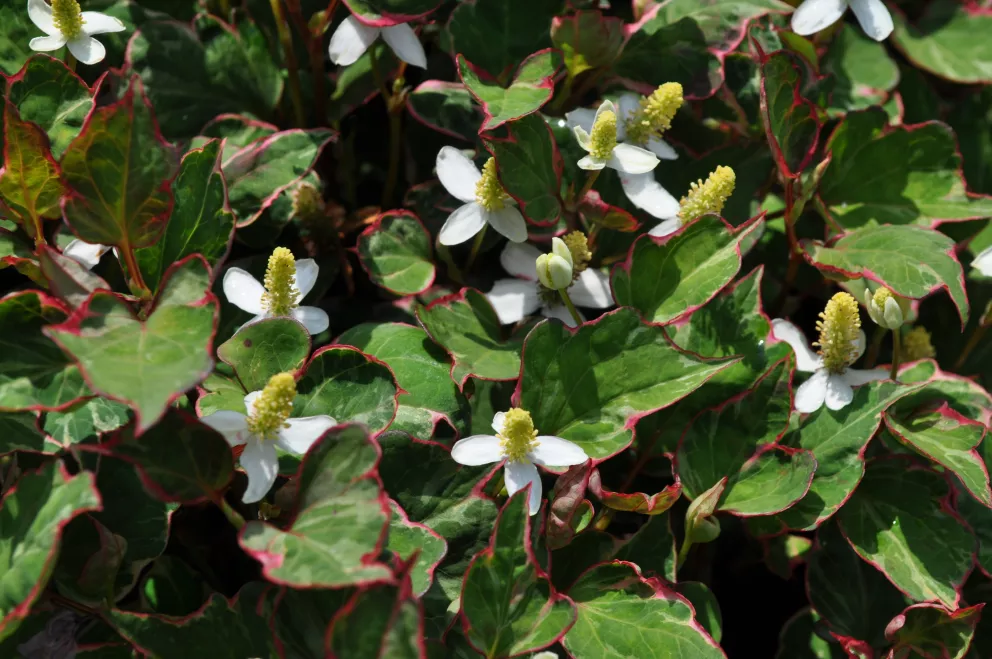 Houttuynia cordata 'Fantasy'