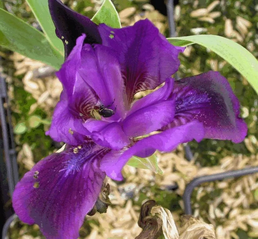 Iris germanica 'Black Knight'