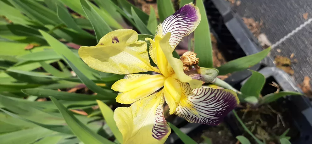Iris germanica 'Nibelungen'