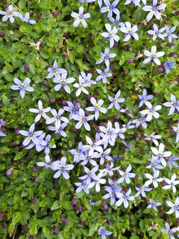 Isotoma fluviatilis 'Dark Blue'