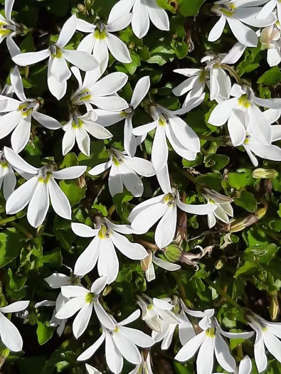 Isotoma fluviatilis 'Alba'