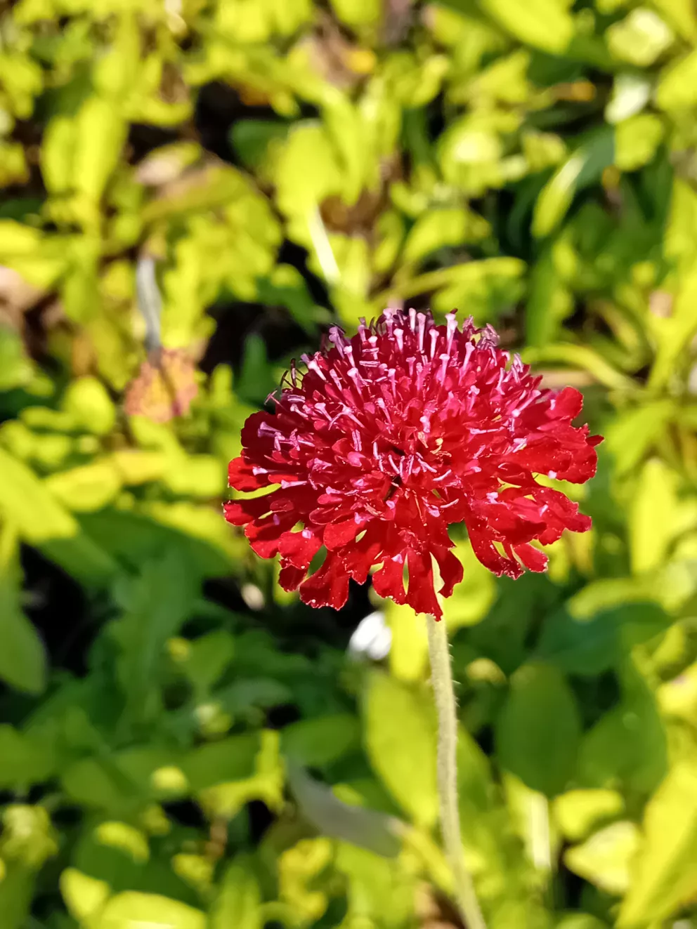 Knautia macedonica 'Mars Midget'