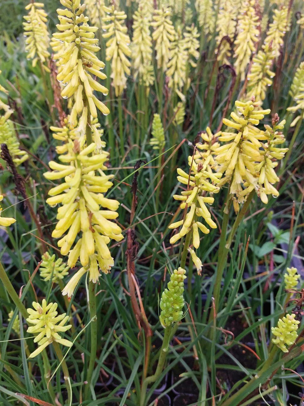 Kniphofia hybride 'Lemon Popsicle' (PBR)