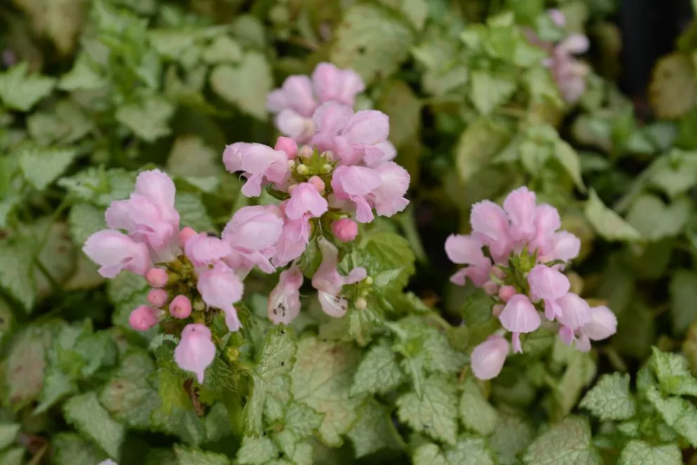 Lamium maculatum 'Pink Pewter'